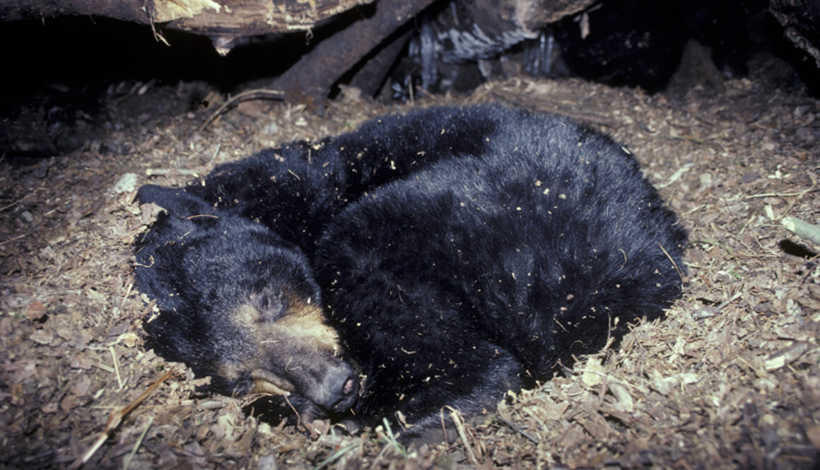 bear_curled_up_in_den